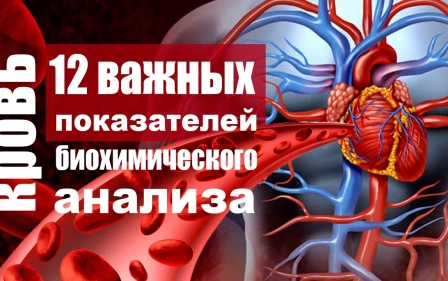 Биохимический анализ крови - расшифровка показателей, которые должны знать все