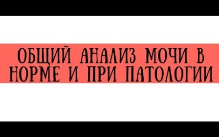 Общий анализ мочи в норме и при патологии - meduniver.com